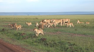 Lion cubs Topi pride early morning in the Maasai Mara [upl. by Nila]