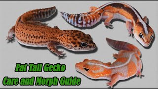 African Fat Tail Gecko Care and Morphs [upl. by Nilra]