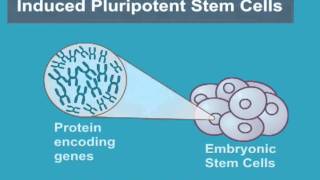 What are Induced Pluripotent Stem Cells iPS Cells [upl. by Sharon]