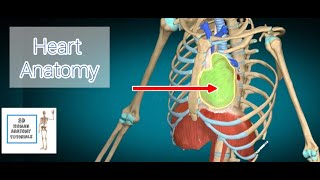 human heart anatomy Part 1 I Human Anatomy Tutorial [upl. by Elad]