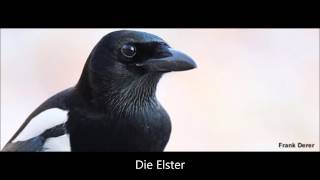 Die Elster [upl. by Carlton]