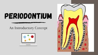 Periodontium Introductory Concepts [upl. by Weatherley968]