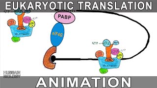 Eukaryotic Translation Animation [upl. by Siul]