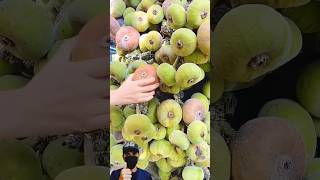 Fresh Figs Straight from the Tree  Beautiful nature life  S Fruit and Natureshortvideo shorts [upl. by Lebam]