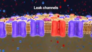 Neurophysiology Resting Membrane Potential 2014 YouTube [upl. by Leta]