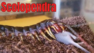 Darwins Goliath Centipede Scolopendra galapagoensis [upl. by Darrin]