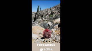 Ferocactus gracilis shorts [upl. by Janerich]