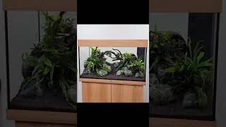 Juwel Rio 125  easy aquascape aquascaping plantedtank aquarium aquariums aquaticplant shorts [upl. by Dielu47]