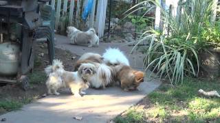 Pekingese dogs [upl. by Curley70]