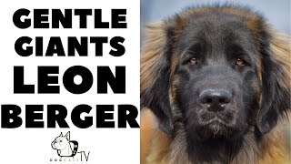 How to live with LEONBERGER DOGS  The German LionDogs DogCastTV [upl. by Alor]