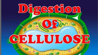 DIGESTION OF CELLULOSE [upl. by Cand585]