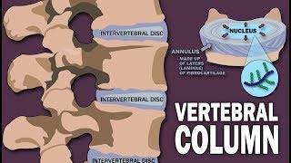 VERTEBRAL COLUMN ANATOMY 12 [upl. by Imoyaba]