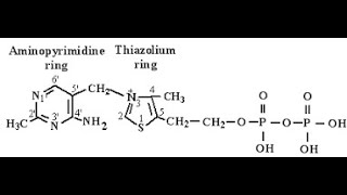 Coenzyme and Reactive Moieties of Vitamin B1 Thiamine Thiamine Pyrophosphate  Thiazolium ring [upl. by Cooperstein]