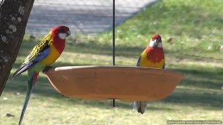 Eastern Rosellas with Crimson Rosellas [upl. by Neras]