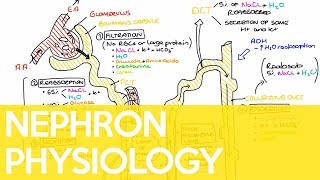 Physiology of the Nephron  Sarah Clifford Illustration Tutorial [upl. by Dazhahs]