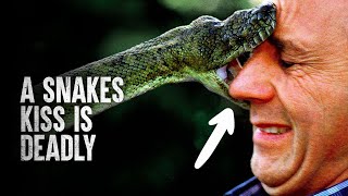 6 Snake Attacks You Wish you Never Saw [upl. by Lumbard]