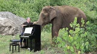 Debussy quotClair de Lunequot on Piano for 80 Year Old Elephant [upl. by Ahtanaram]