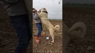 Kangal vs Puma ¿Quién ganaría [upl. by Atirehc718]