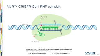 Cpf1based genome editing using ribonucleoprotein complexes [upl. by Rourke]