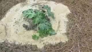 How to grow GIANT watermelons [upl. by Noyrb]