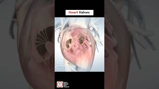 Heart Valves  Cardiology  LearnWithMusawir [upl. by Dyrrej]