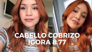 CABELLO COBRIZO IGORA 877 [upl. by Grunberg]