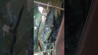 Crocodiles Matingshort crocodile mating thanksforwatching music [upl. by Kincaid215]