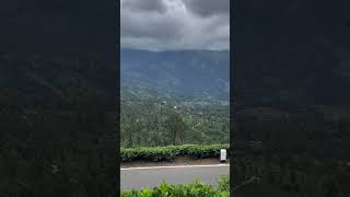 Ceylon tea plantationBest tea in the world 🇱🇰 foryou foryoupage viralvideo tealover nuwara [upl. by Aristotle]