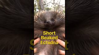 Echidnas have the OG frosted tips echidna [upl. by Berliner663]