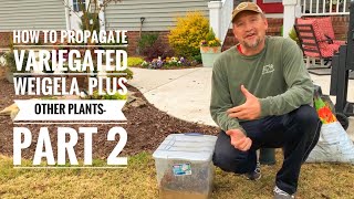 How to Propagate Variegated Weigela Plus Tips for Garden Success [upl. by Naed174]