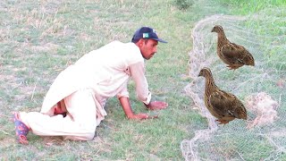 Best trapping quails No01  Quail hunting using net  How to catch quail  Raptors Today [upl. by Nalek]