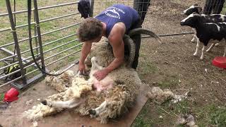 Shearing a Flock of Jacob Sheep [upl. by Jarl]