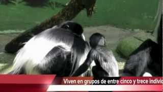 Colobos Blancos y Negros Colobus guereza [upl. by Garcia191]