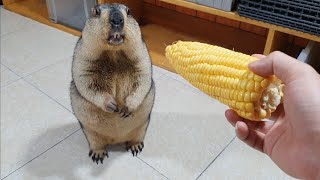 marmot likes to eat corn the most of all foods [upl. by Meid220]