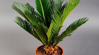 SAGO PALM CARE CONDITIONS  CYCAS PLANT ANALYSIS [upl. by Lorsung]