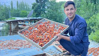 The Traditional Method Of Drying Apricots  Amazing Village Life in Gilgit Baltistan [upl. by Shara]