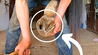 GIANT HOLE in HORSES HOOF Farrier Deals with it [upl. by Rexer]