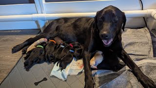 Newborn AKC Labrador Retrievers [upl. by Firmin226]