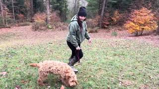 Brady  labradoodle in training 4 months old [upl. by Yggam722]