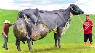 Top 11 Heat Tolerant Dairy Cow Breeds in the WorldGyr cattleGirolandoHolsteinJerseySahiwal cow [upl. by Patrica518]