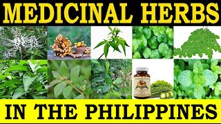 Medicinal Herbs in the Philippines and their Traditional Medicinal Uses [upl. by Herman804]