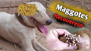 Allhamdulillah Recovered Maggots From Dog  How To Remove Maggots Dog Skin  maggots [upl. by Julide667]