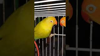 palefellow best pairingbirds albinolovebirds lovebird albinodecino lovesign palefellowparrot [upl. by Cherilyn168]