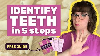 How to ACE Your Tooth Identification Exams  Quickly Identify Teeth in 5 Steps [upl. by Singh]