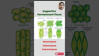 Understanding Permanent Tissues in Plants Parenchyma Collenchyma amp Sclerenchyma Explained [upl. by Sulokcin]