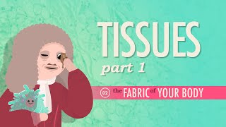 Tissues Part 1 Crash Course Anatomy amp Physiology 2 [upl. by Derina]