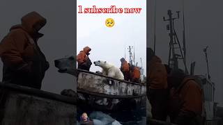 🐻‍❄️ Tiny Polar Bears Heartwarming Rescue 😍 PolarBearRescue WildlifeConservation ArcticAnimals [upl. by Arndt88]