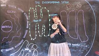 The Endomembrane System Difference between Transport and Secretory Vesicles [upl. by Sehcaep548]