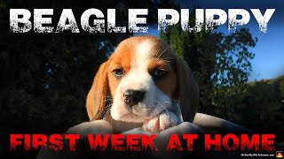 Beagle Puppy First Week at Home [upl. by Lentha970]