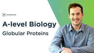 Globular Proteins  Alevel Biology  OCR AQA Edexcel [upl. by Eima]